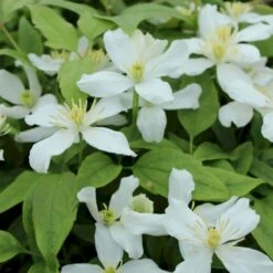 Bjerg-Skovranke 'Superba' Clematis Montana 'Superba' Potte 2,0 Liter,- Opbundet 60-100 Cm