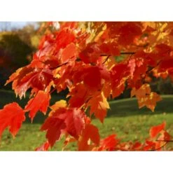 Spidsløn Acer Platanoides Flerstammet,- 150-175 Cm. Med Trådklump