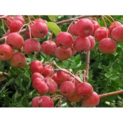 Paradisæble 'Everest' Malus Ssp. 'Everest' Heister 175-200 Cm. Med Potte