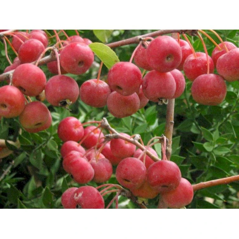 Paradisæble 'Everest' Malus Ssp. 'Everest' Heister 175-200 Cm. Med Potte