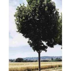 Spidsløn 'Cleveland' Acer Platanoides 'Cleveland' Alletræ, Stammeomkreds 12-14 Cm. Med Klump