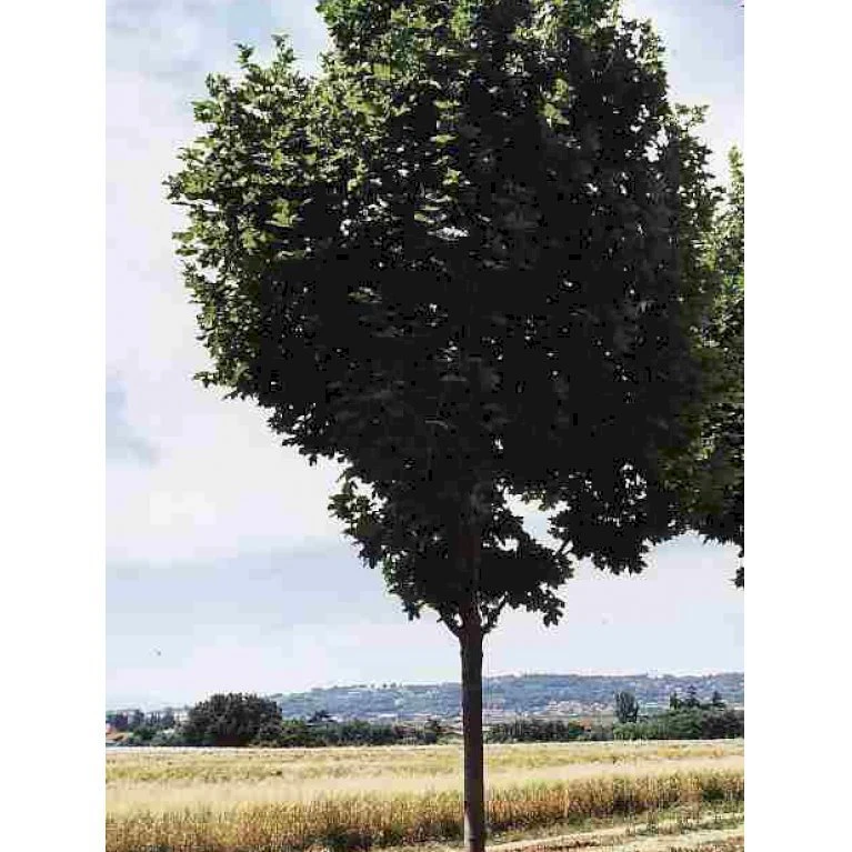 Spidsløn 'Cleveland' Acer Platanoides 'Cleveland' Alletræ, Stammeomkreds 12-14 Cm. Med Klump