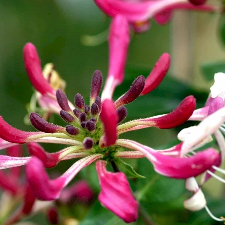 Kaprifolie Lonicera X Heckrottii Potte 5,0 Liter,- Opbundet 100-150 Cm. - Billede 2