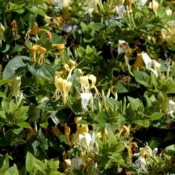 Japansk Kaprifolie 'Halliana' Lonicera Japonica 'Halliana' Potte 2,0 Liter,- Opbundet