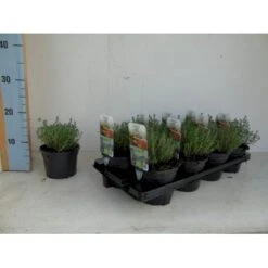 Havetimian 'Compactus' Thymus Vulgaris 'Compactus' 1 Liter Potte