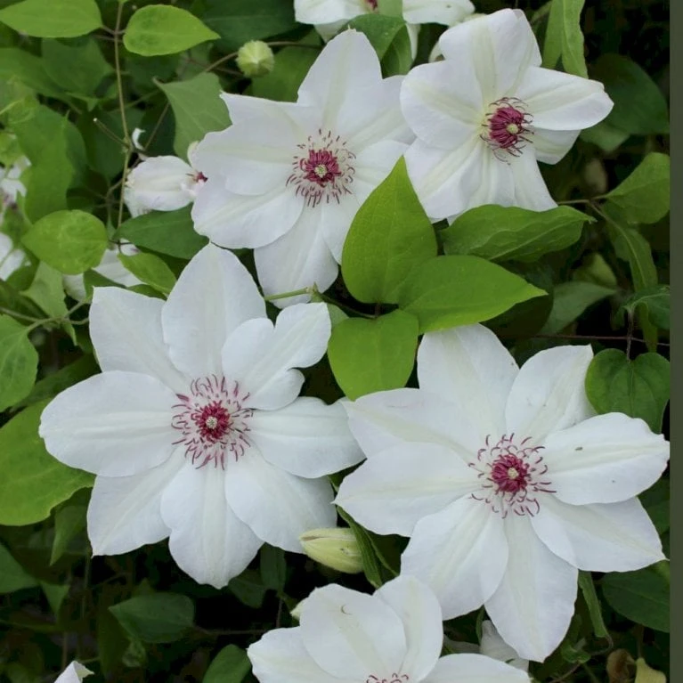 Klematis 'Miss Bateman' Clematis Hybrid 'Miss Bateman' Potte 2,0 Liter,- Opbundet