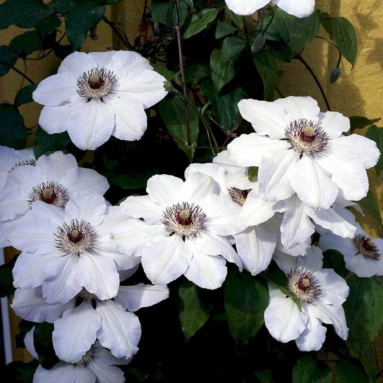Klematis 'Miss Bateman' Clematis Hybrid 'Miss Bateman' Potte 2,0 Liter,- Opbundet - Billede 2