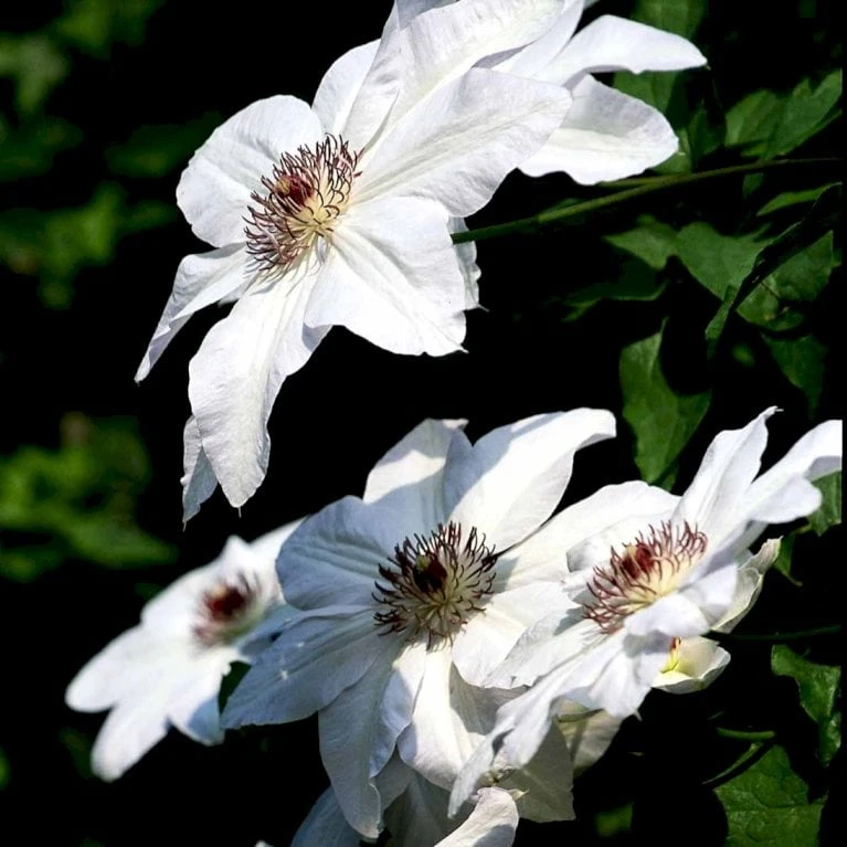 Klematis 'Miss Bateman' Clematis Hybrid 'Miss Bateman' Potte 2,0 Liter,- Opbundet - Billede 3