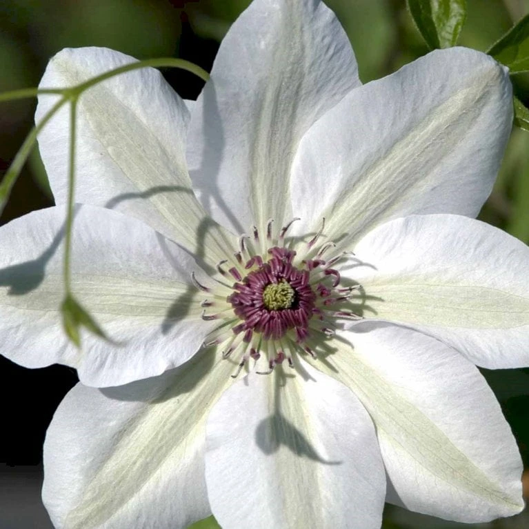 Klematis 'Miss Bateman' Clematis Hybrid 'Miss Bateman' Potte 2,0 Liter,- Opbundet - Billede 4