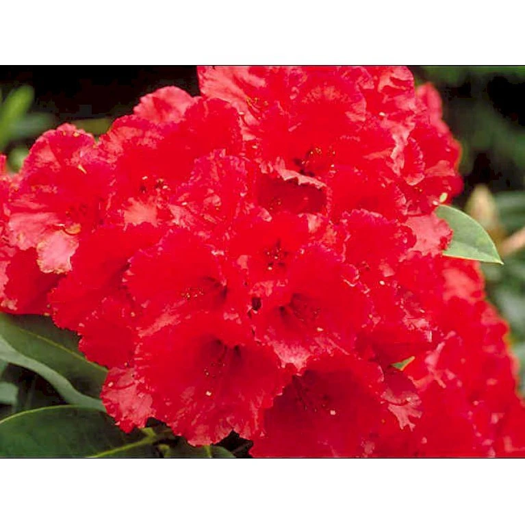 'Wilgen's Ruby' Rhododendron Hybrid 'Wilgen's Ruby' Potte 5,0 Liter,- 30-40 Cm. - Billede 3
