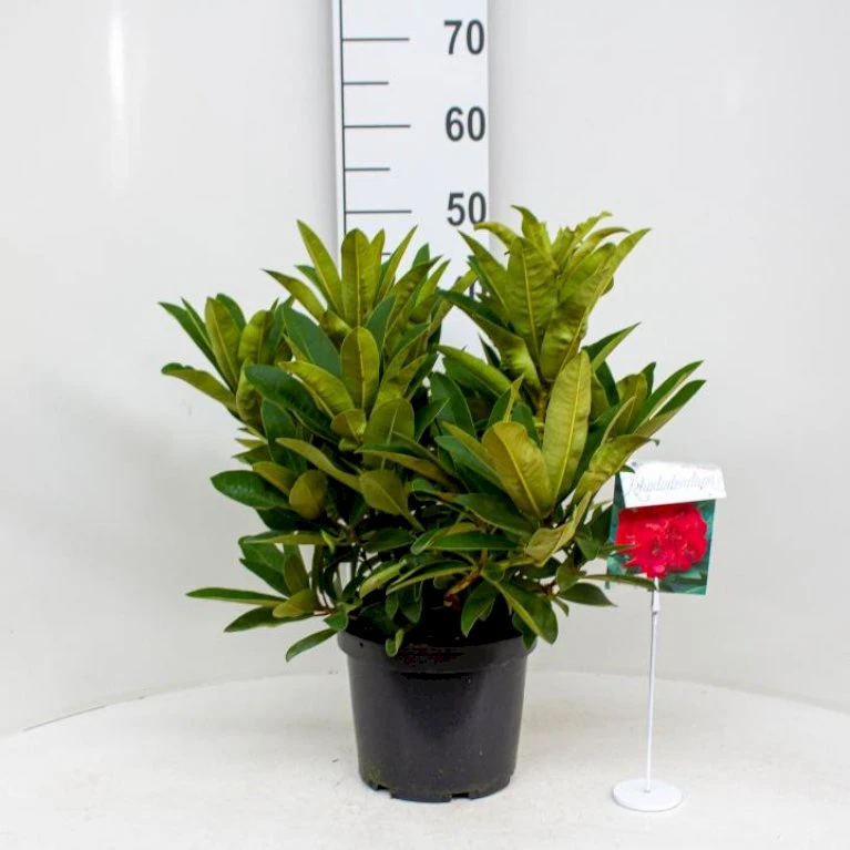 'Wilgen's Ruby' Rhododendron Hybrid 'Wilgen's Ruby' Potte 5,0 Liter,- 30-40 Cm.