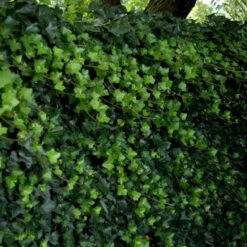 Storbladet Efeu Hedera Hibernica Opbundet Til 150 Cm.,- 3 Liter Potte