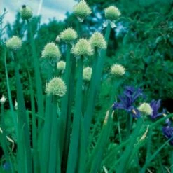 Pibeløg Allium Fistulosum 1 Liter Potte