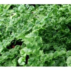 Halvmåne-Fjerbregne Athyrium Filix-femina 'Frizelliae' 5 Liter Potte