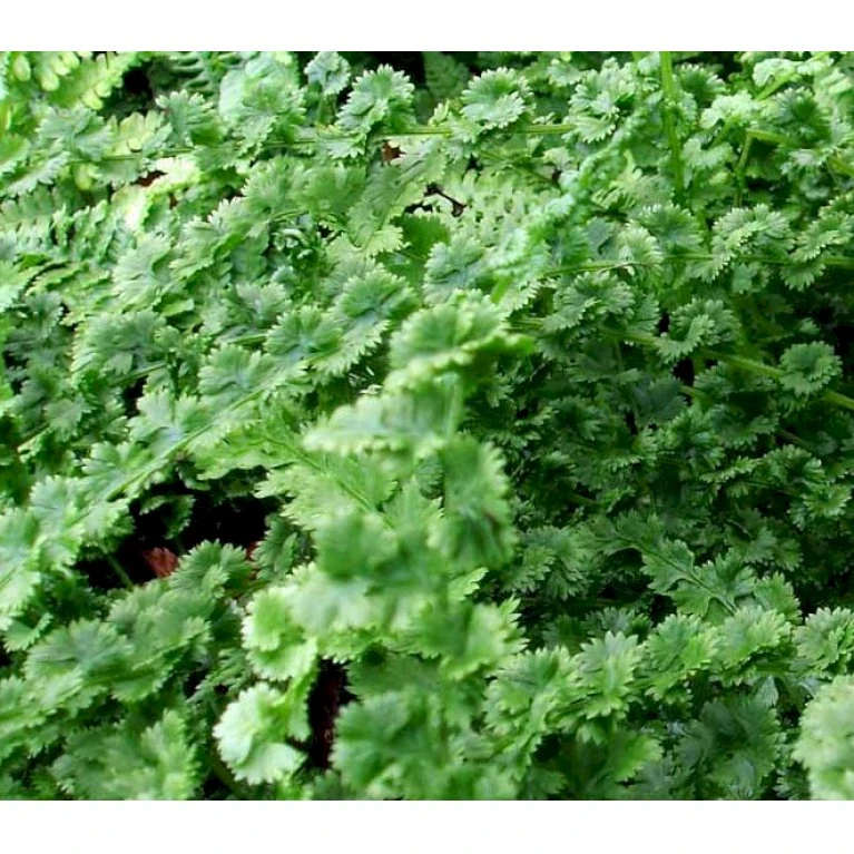 Halvmåne-Fjerbregne Athyrium Filix-femina 'Frizelliae' 5 Liter Potte