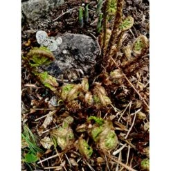 Sortskælbregne Dryopteris Wallichiana 1 Liter Potte