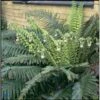 Almindelig Skjoldbregne Polystichum Aculeatum 1 Liter Potte