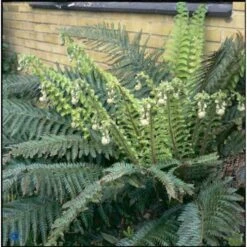 Almindelig Skjoldbregne Polystichum Aculeatum 1 Liter Potte