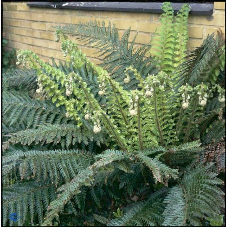 Almindelig Skjoldbregne Polystichum Aculeatum 1 Liter Potte