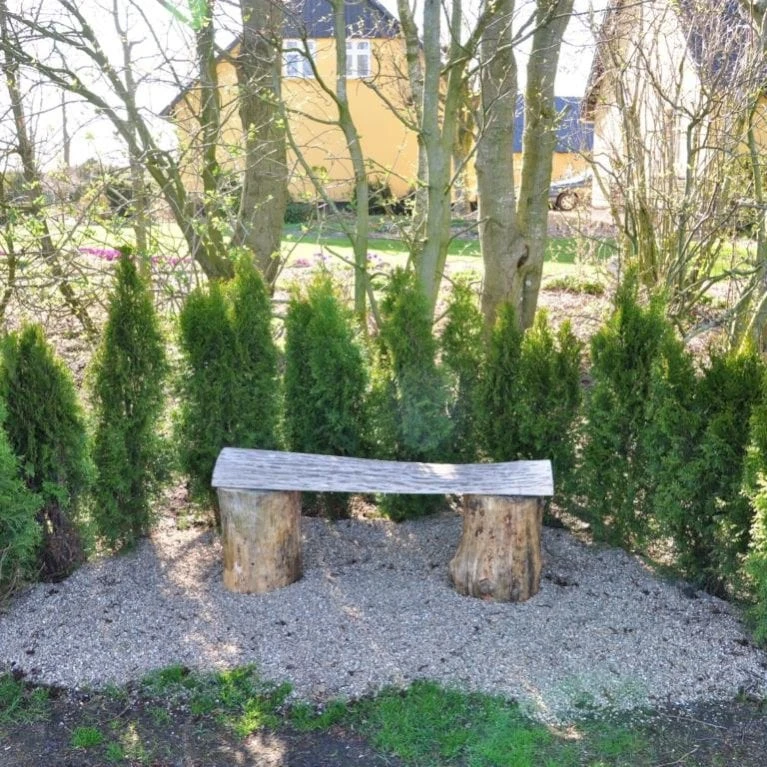 Hækthuja 'Smaragd' Thuja Occidentalis 'Smaragd' Med Klump, - 80-100 Cm