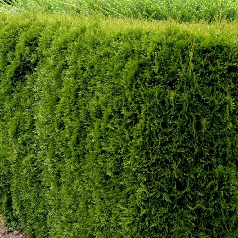 Hækthuja 'Smaragd' Thuja Occidentalis 'Smaragd' Med Klump, - 80-100 Cm - Billede 3