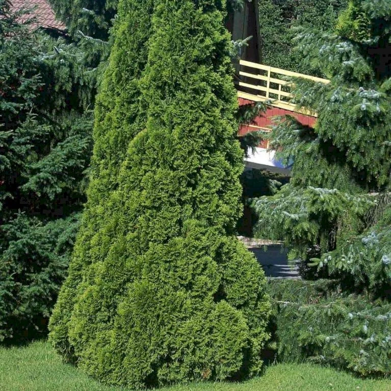 Hækthuja 'Smaragd' Thuja Occidentalis 'Smaragd' Med Klump, - 80-100 Cm - Billede 4