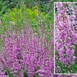 Efterårslyng 'Heidesinfonie' Calluna Vulgaris 'Heidesinfonie' 10 Cm. Potte