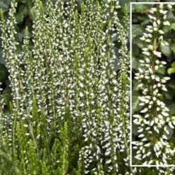 Efterårslyng 'Helena' Calluna Vulgaris 'Helena' 10 Cm. Potte