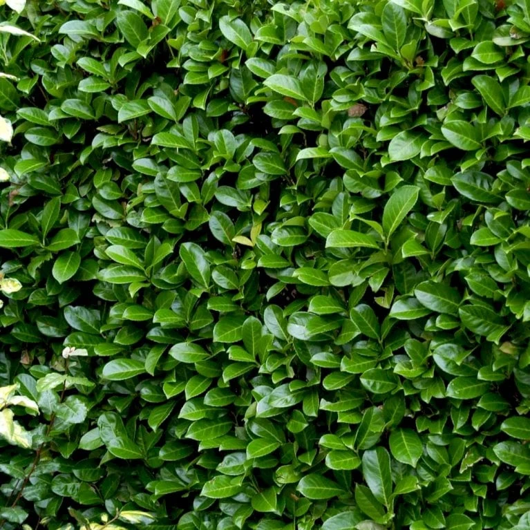 Hæk-Kirsebærlaurbær 'Rotundifolia' Prunus Laurocerasus 'Rotundifolia' Potte 10 Liter,- 100-125 Cm. - Billede 3