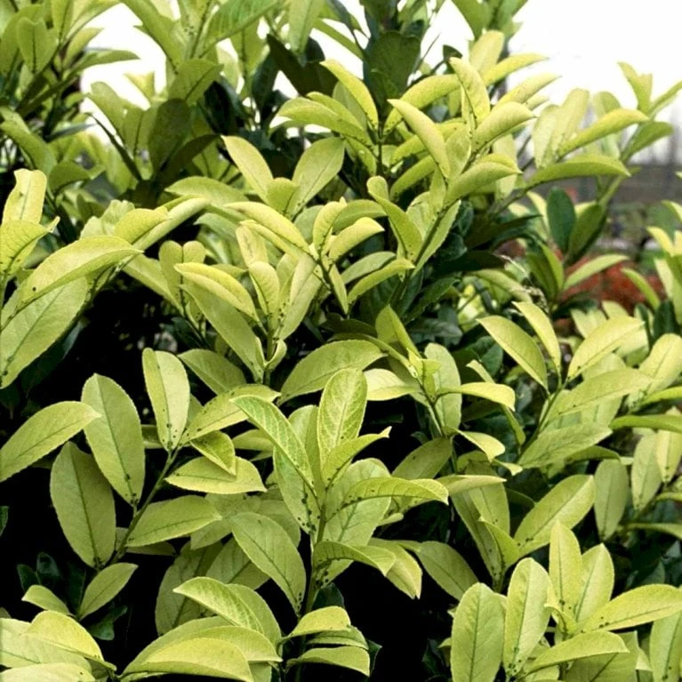 Hæk-Kirsebærlaurbær 'Rotundifolia' Prunus Laurocerasus 'Rotundifolia' Potte 10 Liter,- 100-125 Cm. - Billede 4