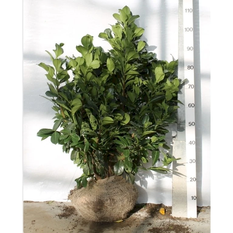 Kirsebærlaurbær 'Etna' Prunus Laurocerasus 'Etna' Med Klump,- 80-100 Cm.