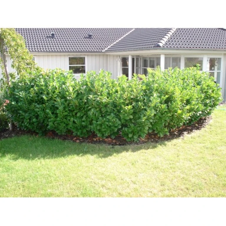Kirsebærlaurbær 'Etna' Prunus Laurocerasus 'Etna' Med Klump,- 80-100 Cm. - Billede 3