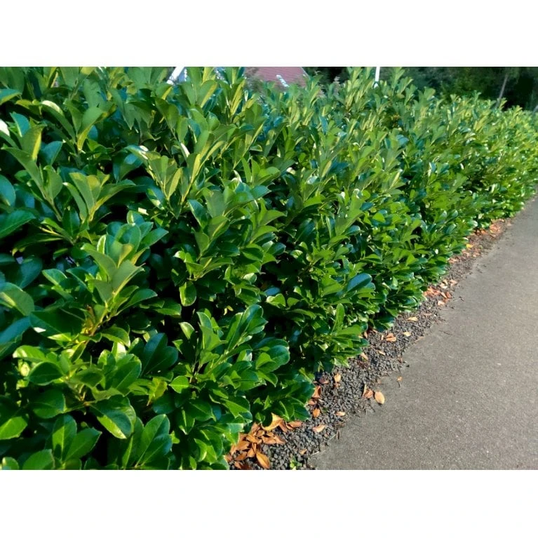 Kirsebærlaurbær 'Etna' Prunus Laurocerasus 'Etna' Med Klump,- 80-100 Cm. - Billede 4