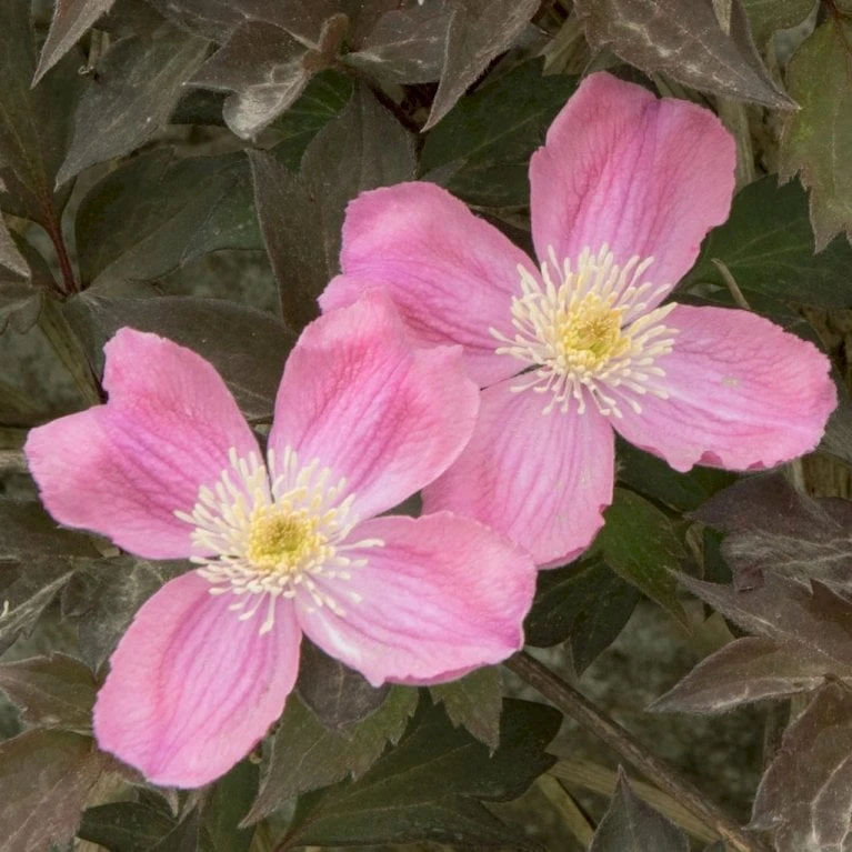 Bjerg-Skovranke 'Tetrarose' Clematis Montana 'Tetrarose' Potte 2,0 Liter,- Opbundet