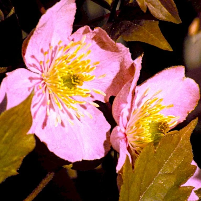 Bjerg-Skovranke 'Tetrarose' Clematis Montana 'Tetrarose' Potte 2,0 Liter,- Opbundet - Billede 2