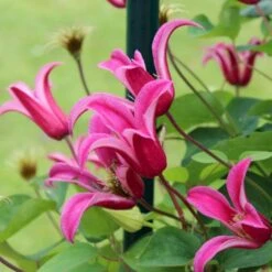 Texas-Skovranke 'Princess Diana' Clematis Texensis 'Princess Diana' Potte 2,0 Liter,- Opbundet
