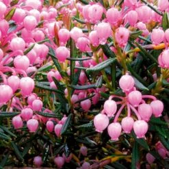 Rosmarinlyng 'Nikko' Andromeda Polifolia 'Nikko' 2 Liter Potte