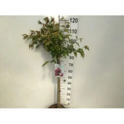 Japansk Bjergkirsebær 'Okame' Prunus 'Okame' Opstammet 90 Cm. 7,5 Liter Potte