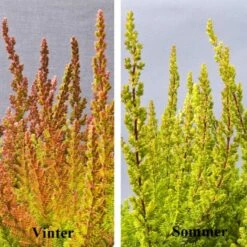 Efterårslyng 'Zoe' Calluna Vulgaris 'Zoe' 10 Cm. Potte