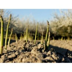 Asparges 'Gijnlim' Asparagus 'Gijnlim' 3,5 Liter Potte