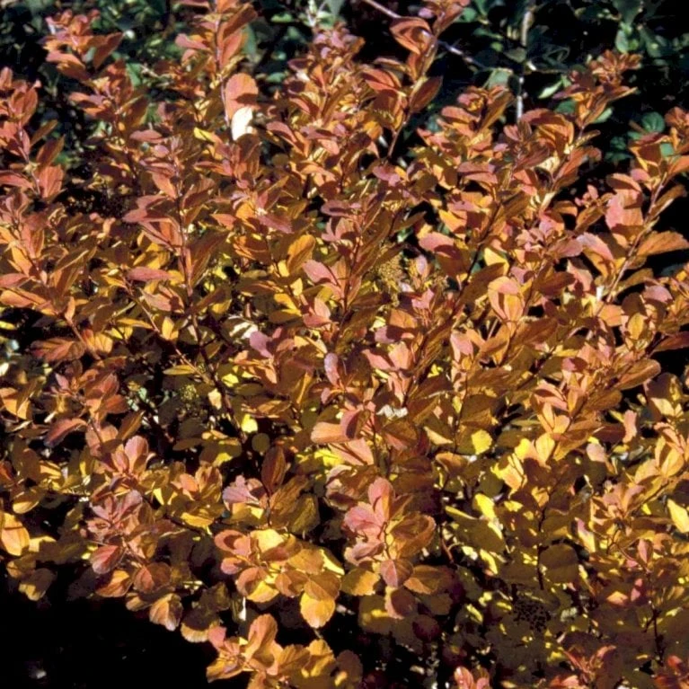 Dværgspiræa 'Thor' Spiraea Betulifolia 'Thor' Plug + 2 år, 15-30 Cm. - Billede 3