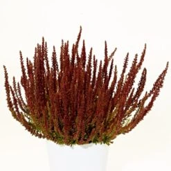 Efterårslyng 'Zorina' Calluna Vulgaris 'Zorina' 10 Cm. Potte