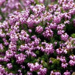 Forårslyng 'Rubina' Erica X Darleyensis 'Rubina' 10 Cm. Potte