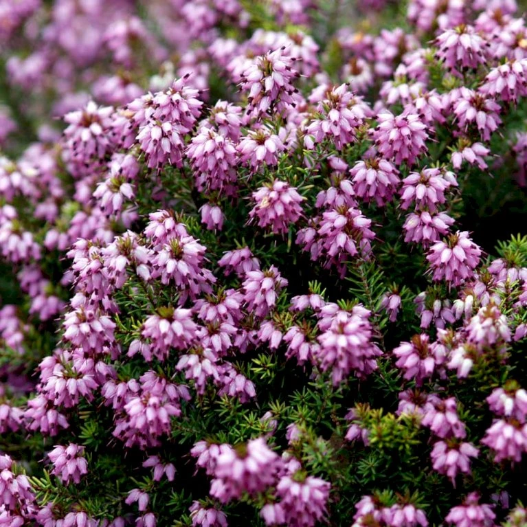 Forårslyng 'Rubina' Erica X Darleyensis 'Rubina' 10 Cm. Potte