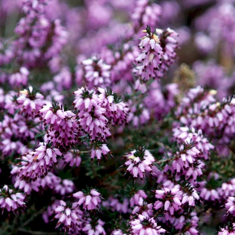 Forårslyng 'Rubina' Erica X Darleyensis 'Rubina' 10 Cm. Potte - Billede 3