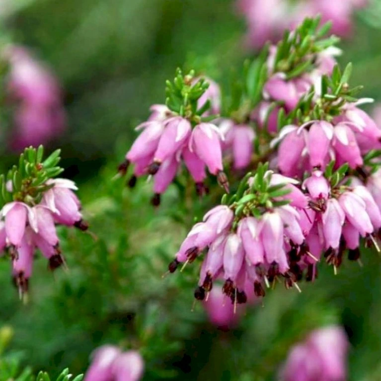 Forårslyng 'Rubina' Erica X Darleyensis 'Rubina' 10 Cm. Potte - Billede 4