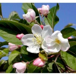 Paradisæble 'Golden Henry' Malus 'Golden Henry' Solitær Busk 200-250 Cm., Med Klump