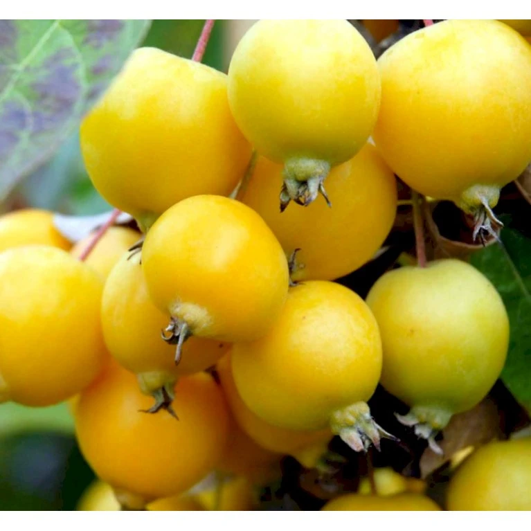 Paradisæble 'Golden Henry' Malus 'Golden Henry' Solitær Busk 200-250 Cm., Med Klump - Billede 3