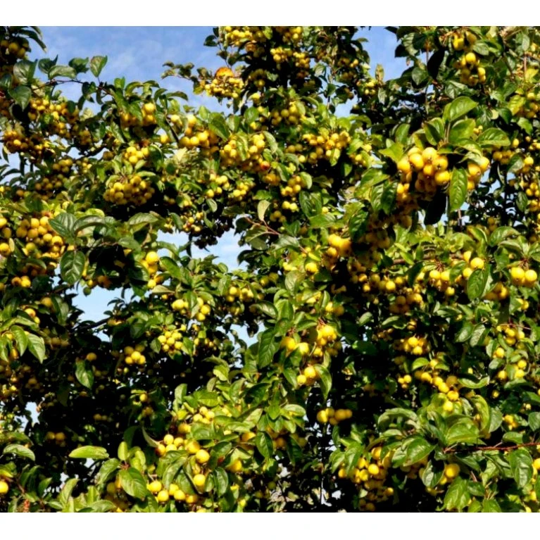 Paradisæble 'Golden Henry' Malus 'Golden Henry' Solitær Busk 200-250 Cm., Med Klump - Billede 4