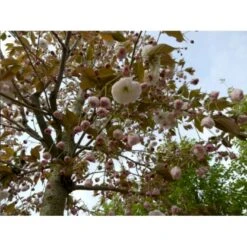 Japansk Kirsebær 'Fugenzo' Prunus Serrulata 'Fugenzo' Potte 10 Liter 200-250 Cm.